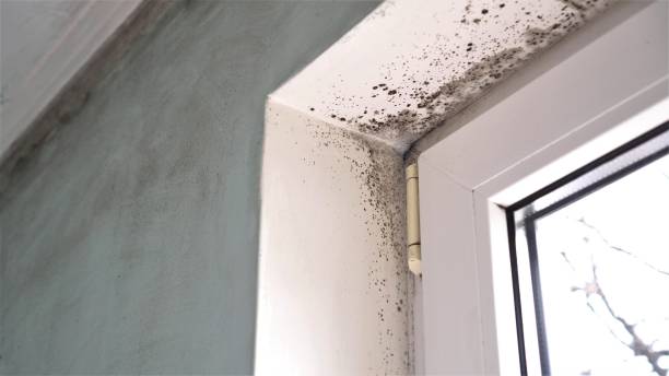 Best Mold Damage Repair  in Lemay, MO