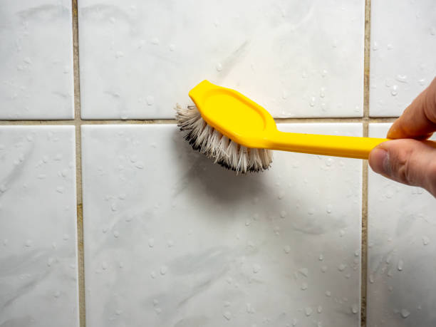 Mold Removal Process in Lemay, MO