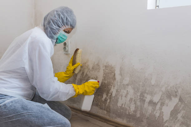 Best Mold Testing and Removal  in Lemay, MO