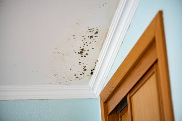 Mold Testing and Removal in Lemay, MO