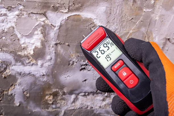 Best Local Mold Removal Service  in Lemay, MO