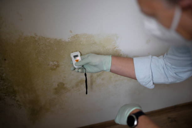 Best Mold Removal and Inspection  in Lemay, MO