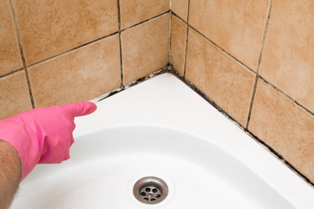 Best Mold Damage Repair  in Lemay, MO
